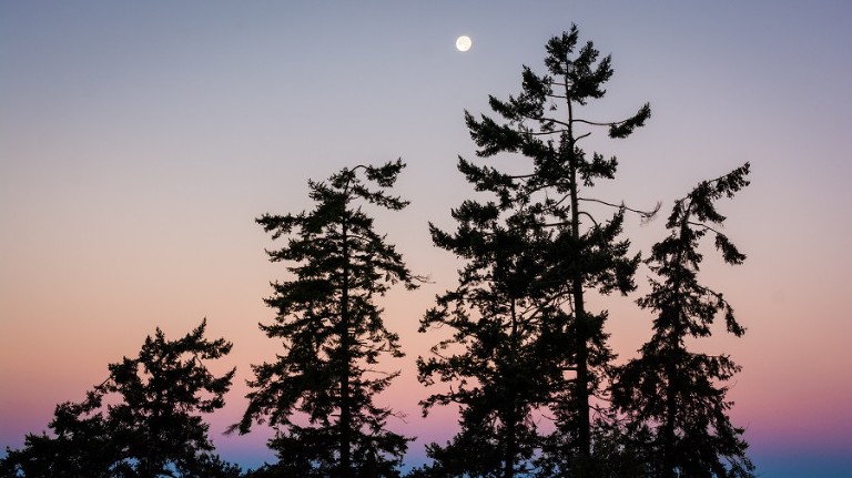 morning light in the san juan islands.